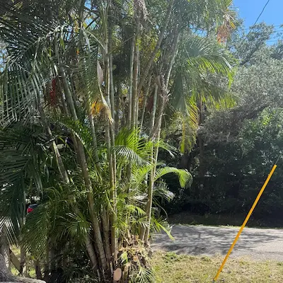 Buch treeming service