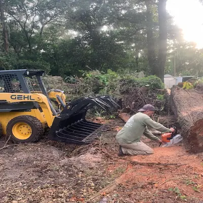 Removing tree from yard