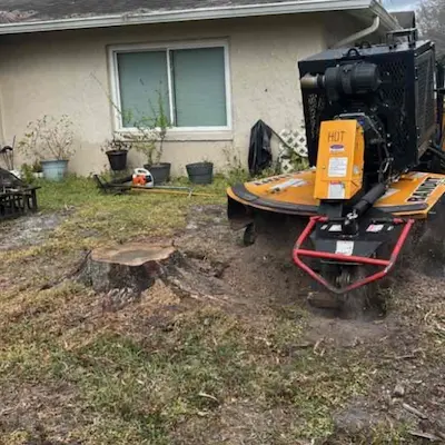 Stump Grinding Service in Tampa