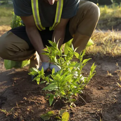 arborist tree plantin services