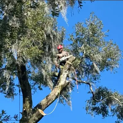 Trimming a tree