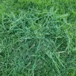 st augustine empire zoiza sod