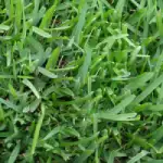 st augustine floratam sod