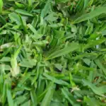 st augustine palmeto sod