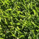 st augustine provista sod