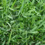 st augustine seville sod