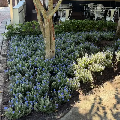 Home landscaping project in Tampa done by Green Roots