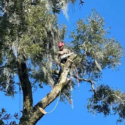 Tree care service in Temple Terrace, FL