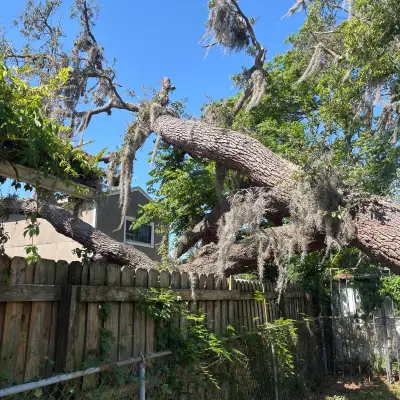 Home landscaping project in Tampa done by Green Roots